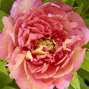pion gibridnyj old rose dandy